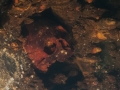 Skull embedded in the engine room ceiling - Yamagiri Maru